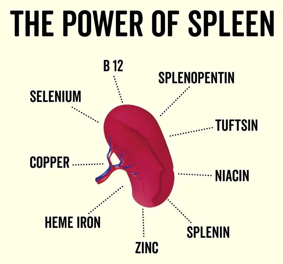 Organic Beef Spleen Powder - 100g - Image 3